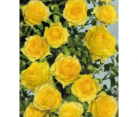 Rosa Trepadora Golden Climber