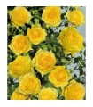 Rosa Trepadora Golden Climber