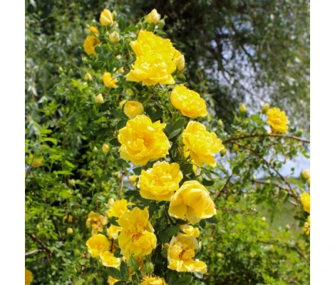 Rosa Trepadora Golden Climber