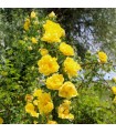 Rosa Trepadora Golden Climber
