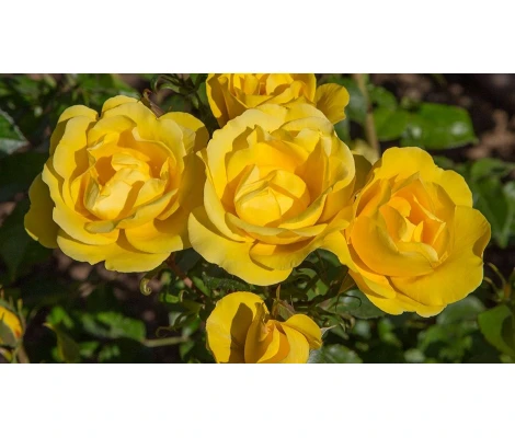 Rosal GOLD BONICA® - Meianycid