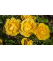Rosal GOLD BONICA® - Meianycid