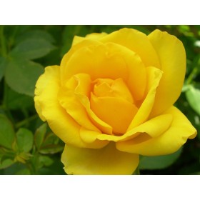Rosal GOLD BONICA® - Meianycid