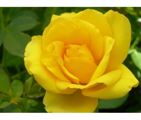 Rosal GOLD BONICA® - Meianycid