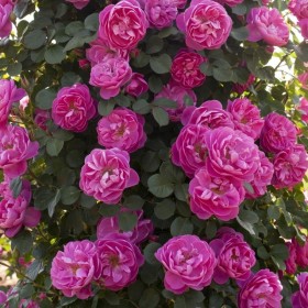 Rosal Trepador Grimpant ALLEGRO ® Meilland