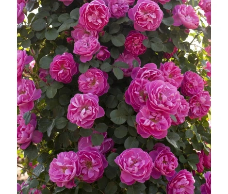 Rosal Trepador Grimpant ALLEGRO ® Meilland