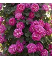 Rosal Trepador Grimpant ALLEGRO ® Meilland