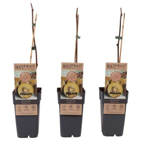 Kiwi Actinidia Del Golden Female Ø15 cm 50 cm Altura