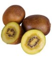 Kiwi Actinidia Del Golden Female Ø15 cm 50 cm Altura