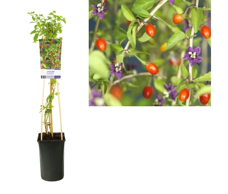 Lycium barbarum / Goji Ø 17 cm 60 cm Altura