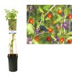 Lycium barbarum / Goji Ø 17 cm 60 cm Altura