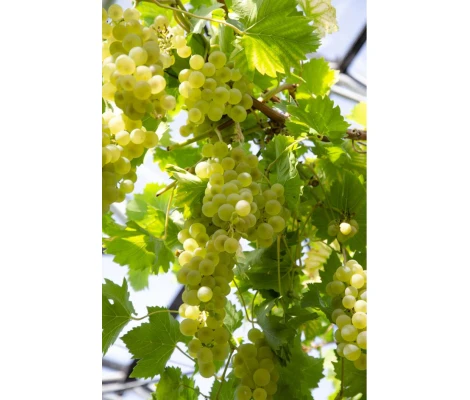 Vitis Vinifera Himrod Ø 21 cm 65 cm Altura