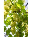 Vitis Vinifera Himrod Ø 21 cm 65 cm Altura