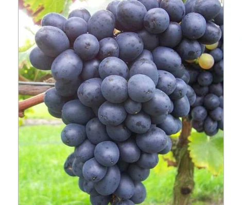 Vitis Vinifera Nero Ø 21 cm 65 cm Altura