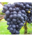 Vitis Vinifera Nero Ø 21 cm 65 cm Altura