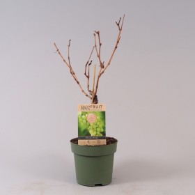 Vitis Vinifera Himrod Ø 21 cm 65 cm Altura