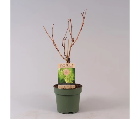 Vitis Vinifera Himrod Ø 21 cm 65 cm Altura