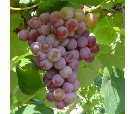 Vitis vinifera Vanessa Ø 21 cm 65 cm Altura
