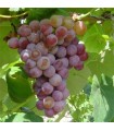 Vitis vinifera Vanessa Ø 21 cm 65 cm Altura