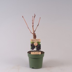 Vitis vinifera Vanessa Ø 21 cm 65 cm Altura