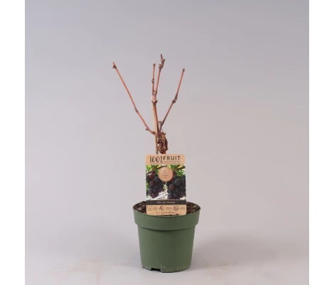 Vitis vinifera Vanessa Ø 21 cm 65 cm Altura