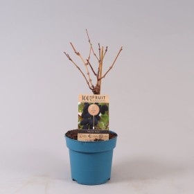 Vitis Vinifera Venus Ø 21 cm 65 cm Altura