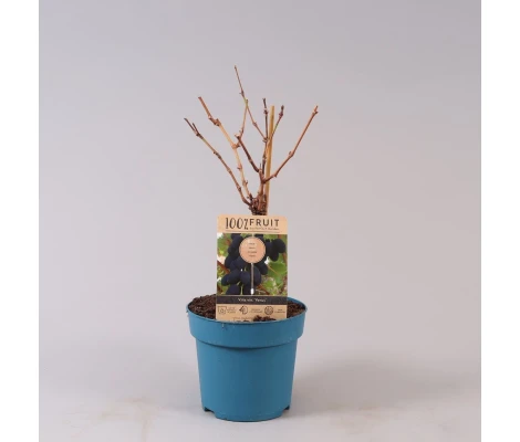 Vitis Vinifera Venus Ø 21 cm 65 cm Altura