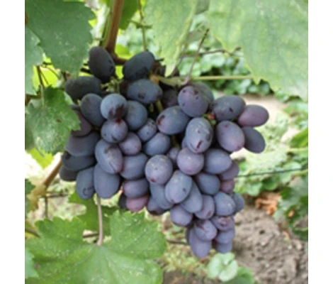 Vitis Vinifera Venus Ø 21 cm 65 cm Altura