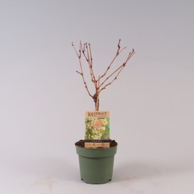 Vitis Vinifera Solaris Ø 21 cm 65 cm Altura