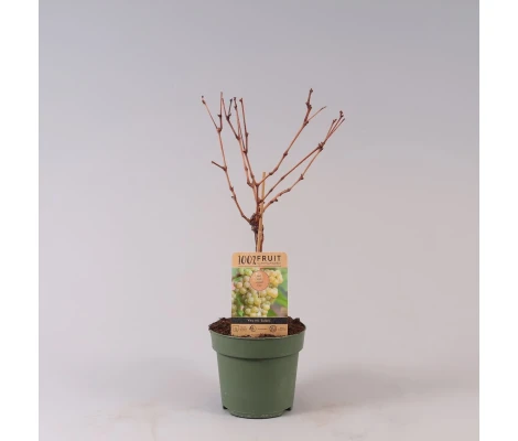 Vitis Vinifera Solaris Ø 21 cm 65 cm Altura