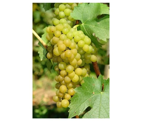 Vitis Vinifera Solaris Ø 21 cm 65 cm Altura