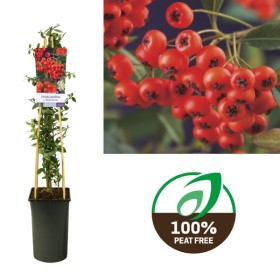 Pyracantha Coccinea Red Column Ø 17 cm H 75 cm