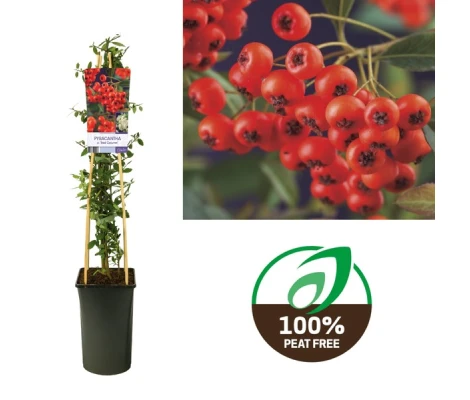 Pyracantha Coccinea Red Column Ø 17 cm H 75 cm