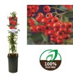 Pyracantha Coccinea Red Column Ø 17 cm H 75 cm