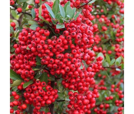 Pyracantha Coccinea Red Column Ø 17 cm H 75 cm