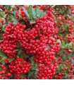Pyracantha Coccinea Red Column Ø 17 cm H 75 cm