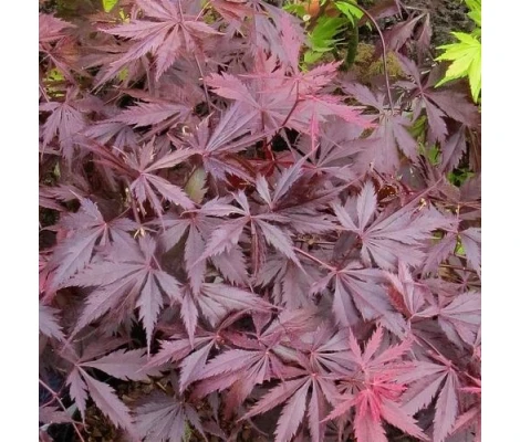 Acer Palmatum Black Lace Ø 19 cm H 55 cm