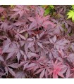 Acer Palmatum Black Lace Ø 19 cm H 55 cm