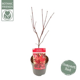 Acer Palmatum Little Red 19 cm H 55 cm