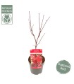 Acer Palmatum Little Red 19 cm H 55 cm