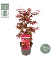 Acer Palmatum Little Red 19 cm H 55 cm