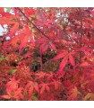 Acer Palmatum Little Red 19 cm H 55 cm
