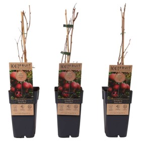 Actinidia Arg Kens Red Female Ø 21cm H 50 cm