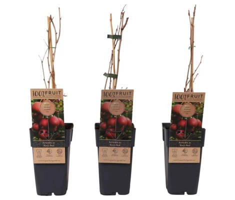 Actinidia Arg Kens Red Female Ø 21cm H 50 cm