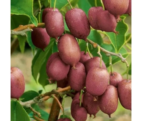 Actinidia Arg Kens Red Female Ø 21cm H 50 cm