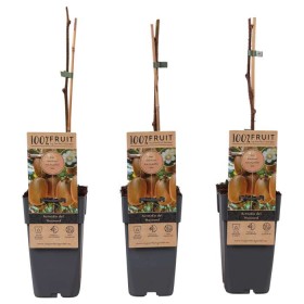 Actinidia Del Hayward Female Ø 15 cm H 50 cm