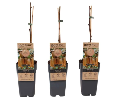 Actinidia Del Hayward Female Ø 15 cm H 50 cm