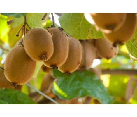 Actinidia Del Hayward Female Ø 15 cm H 50 cm