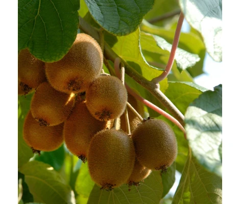 Actinidia Del Jenny ( Self fertile ) Ø 15 cm H 50 cm