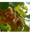 Actinidia Del Jenny ( Self fertile ) Ø 15 cm H 50 cm